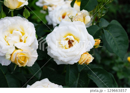 White and yellow roses bloom vibrantly in a serene garden setting during the warm afternoon light of early summer White and yellow roses bloom vibrantly in a serene garden setting during the warm afternoon light of early summer 129663857