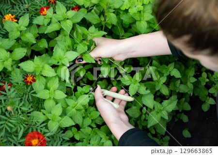 Freshly harvested mint leaves held by a hand in a vibrant garden setting showcasing various flowers and green foliage 129663865