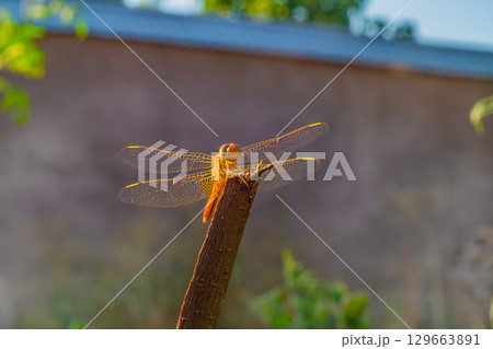 A beautiful specimen of a yellow dragonfly with smiling face stands on top of stick against blurred background of a concrete gray wall and a blue sky. Insect is illuminated by sunlight from its back 129663891