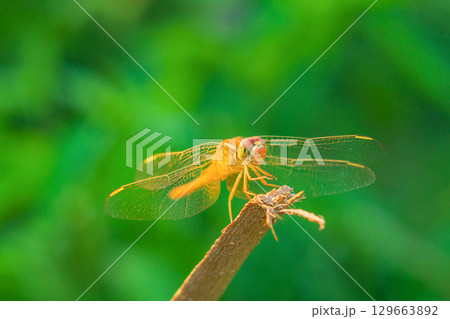 Yellow dragonfly standing on top of a stick against a blurred background of green grass with a bokeh effect close-up, with its front legs extended with sharp spikes to catch its prey on the fly Yellow dragonfly standing on top of a stick against a blurred background of green grass with a bokeh effect close-up, with its front legs extended with sharp spikes to catch its prey on the fly 129663892