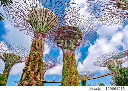 シンガポール ガーデンズ・バイ・ザ・ベイ シンガポール ガーデンズ・バイ・ザ・ベイ 129663913