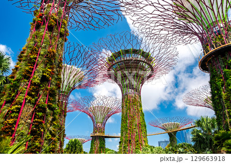 シンガポール ガーデンズ・バイ・ザ・ベイ シンガポール ガーデンズ・バイ・ザ・ベイ 129663918