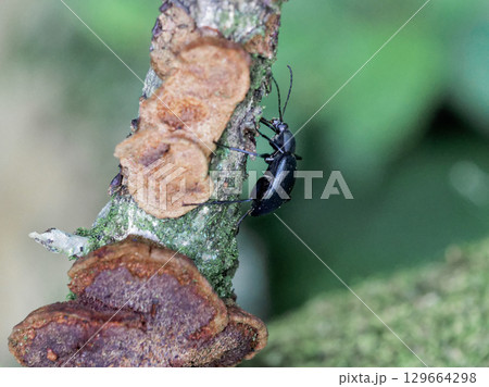 伐採木に止まるゴミムシダマシ科ニホンキマワリ 伐採木に止まるゴミムシダマシ科ニホンキマワリ 129664298