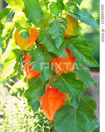 赤く色づいたホオズキ 129664300