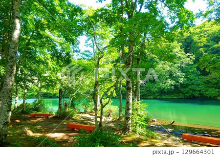 ドッコ沼　蔵王　新緑 129664301