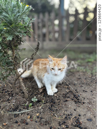 street cat walks through the evening city. High quality photo 129664420