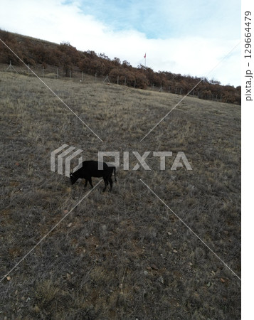 calf on a farm Rural autumn landscape calf on a farm Rural autumn landscape 129664479