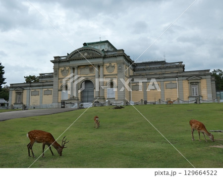 奈良国立博物館とシカ 129664522
