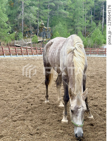 horse on farm nature forest. High quality photo 129664576