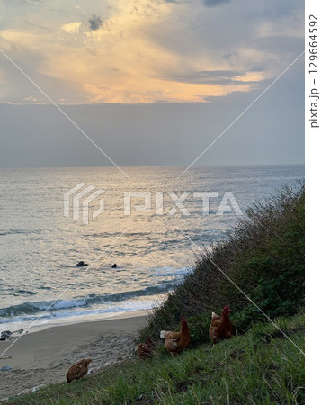 rooster and hen in nature with sea view. High quality photo rooster and hen in nature with sea view. High quality photo 129664592