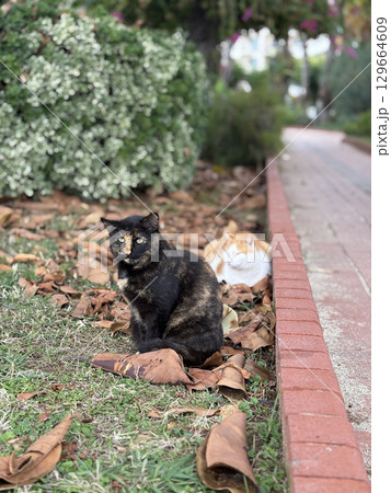 street cat walks through the evening city. High quality photo 129664609