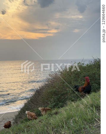 rooster and hen in nature with sea view. High quality photo 129664660