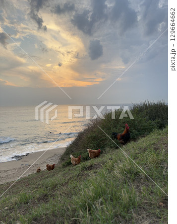 rooster and hen in nature with sea view. High quality photo 129664662