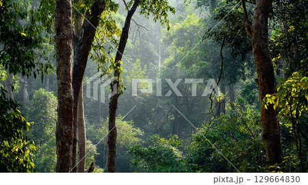 癒やしの雨の風景 129664830