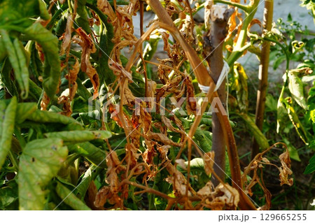 A completely dried, dry, pole-tied tomato bush was first among others to die from infectious or fungal disease. Different levels of resistance of varieties and quality of seed or planting material 129665255