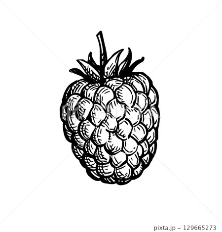 Raspberry ink sketch. Raspberry ink sketch. 129665273