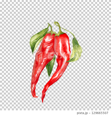 Hand-drawn illustration featuring two red chili peppers with green leaves. Perfect for spicy food themes and vibrant culinary designs 129665507