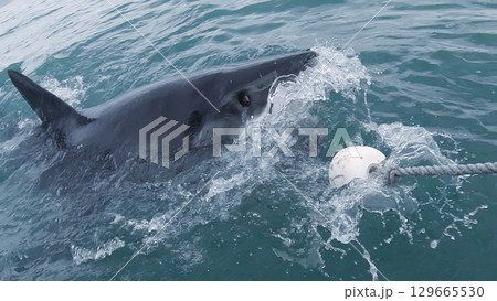 Great White Shark Rising at Water Surface 129665530