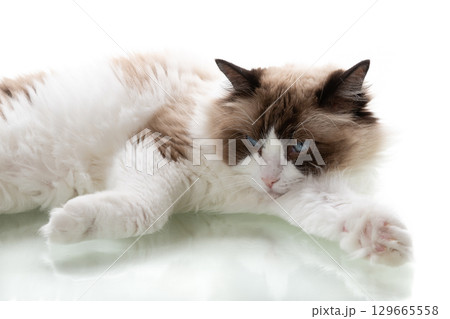 Portrait of a ragdoll cat with blue eyes on a white background 129665558