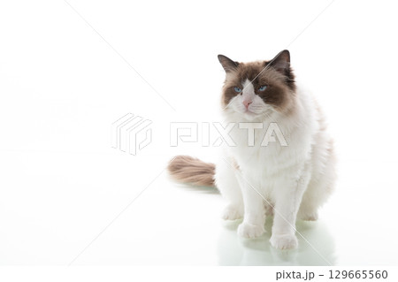 Face of a ragdoll cat with soft fur and expressive eyes 129665560