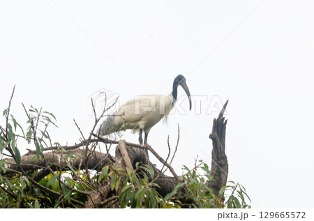 Black headed Ibis in the Ranganathittu Bird Sanctuary Black headed Ibis in the Ranganathittu Bird Sanctuary 129665572