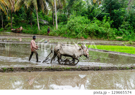 Traditional manual rice cultivation in rural India Traditional manual rice cultivation in rural India 129665574
