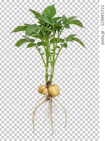 This single potato plant features lush green leaves, strong stems, and visible roots with mature tubers. The plant illustrates the growth cycle of potatoes in agriculture. 129665722