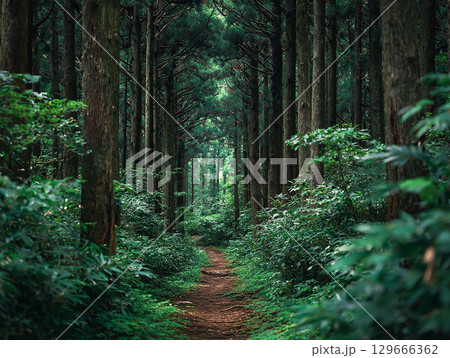 神秘的な森林の風景 129666362