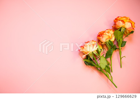 Orange rose with red tint on pink background Orange rose with red tint on pink background 129666629