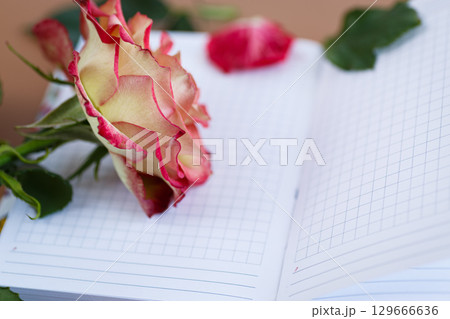 Flat lay of blooming rose and writing space 129666636