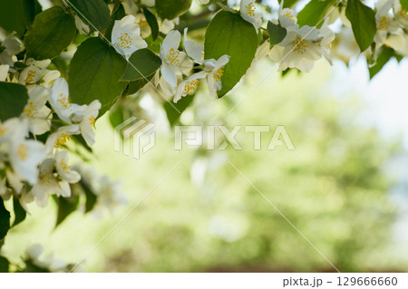 Blooming white jasmine flowers on sunny background 129666660
