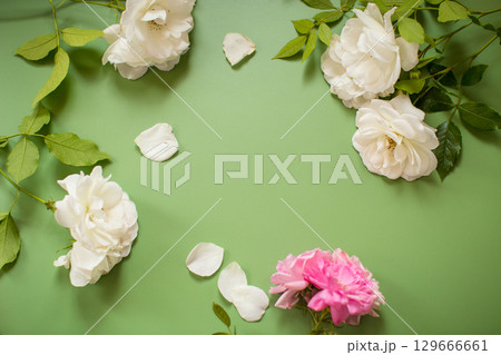 Decorative White and pink rose isolated Decorative White and pink rose isolated 129666661