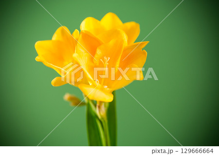 Close-up of yellow freesia on green background 129666664