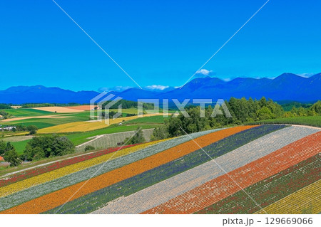 【北海道】カラフルで綺麗な夏の美瑛四季彩の丘 129669066