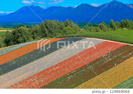 【北海道】カラフルで綺麗な夏の美瑛四季彩の丘 129669068