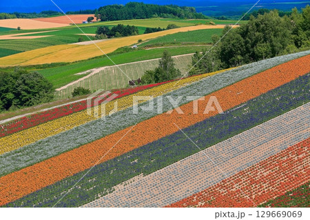 【北海道】カラフルで綺麗な夏の美瑛四季彩の丘 【北海道】カラフルで綺麗な夏の美瑛四季彩の丘 129669069