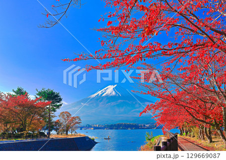 【山梨県】河口湖の桜紅葉と富士山 【山梨県】河口湖の桜紅葉と富士山 129669087