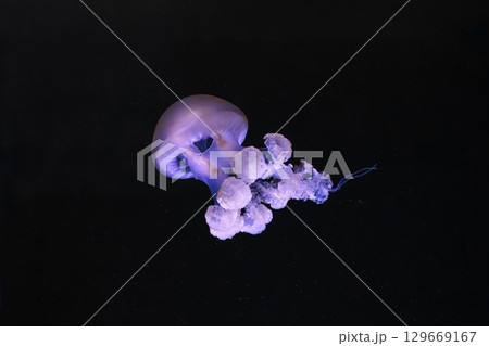 Marble jellyfish, Lychnorhiza lucerna or fried egg jellyfish swim in blue aquarium water Marble jellyfish, Lychnorhiza lucerna or fried egg jellyfish swim in blue aquarium water 129669167