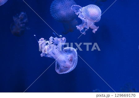 Group of Phyllorhiza punctata or Australian spotted jellyfish swim in deep blue water of aquarium 129669170