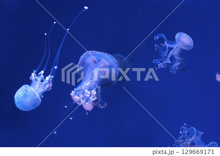 Group of Phyllorhiza punctata or Australian spotted jellyfish swim in deep blue water of aquarium Group of Phyllorhiza punctata or Australian spotted jellyfish swim in deep blue water of aquarium 129669171