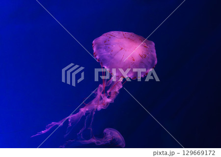 Close up of Chrysaora colorata or purple striped jelly jellyfish swim in deep blue water of aquarium 129669172