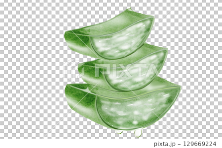 Aloe vera plant watercolor. Green leaf of the plant on a white background. Clip art botanical. Ideal for packaging cosmetics, posters of cosmetic clinics. Botanical succulent aloe. 129669224