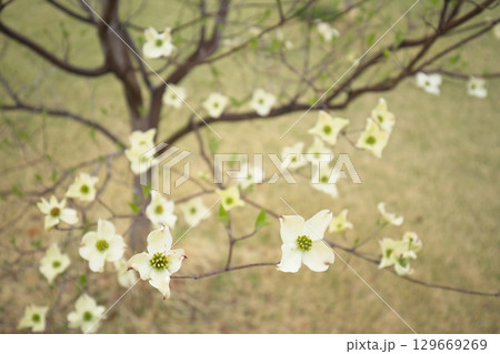見下ろすハナミズキの花 129669269