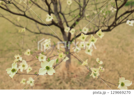 見下ろすハナミズキの花 129669270