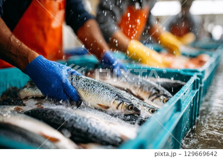 Workers handling fresh fish in blue crates with water splashes in a seafood processing facility 129669642