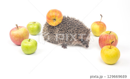 Hedgehog exploring its surroundings among colorful apples in a light setting Hedgehog exploring its surroundings among colorful apples in a light setting 129669689