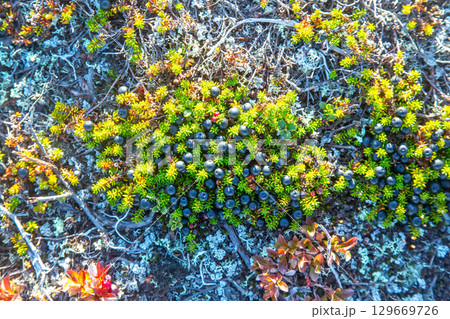 Lush moss and vibrant berries cover the rocky terrain in a sunlit landscape 129669726
