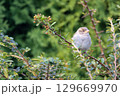 The house sparrow - Passer domesticus on scarlet firethorn - Pyracantha coccinea plant 129669970