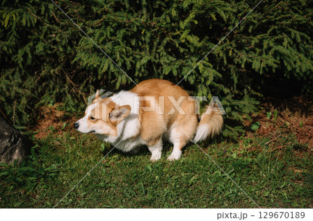 Corgi pooping in the garden during sunny day Corgi pooping in the garden during sunny day 129670189