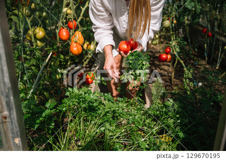 Gardener harvesting ripe tomatoes and fresh herbs in a greenhouse during summer afternoon 129670195